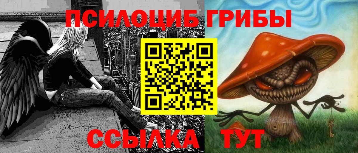 Галлюциногенные грибы Psilocybe Мичуринск